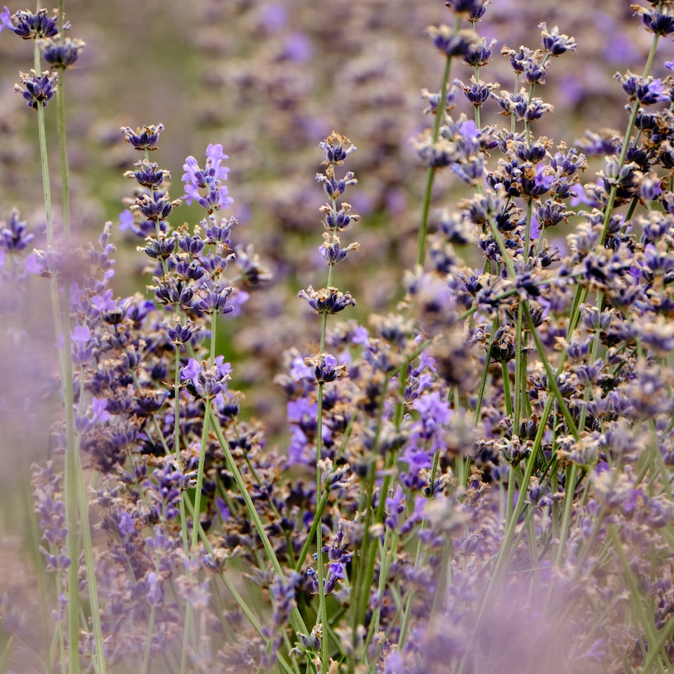 Lavender Jazz