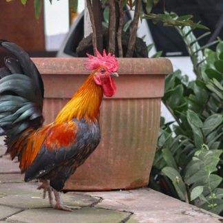 Cooler Heater ACME Rooster