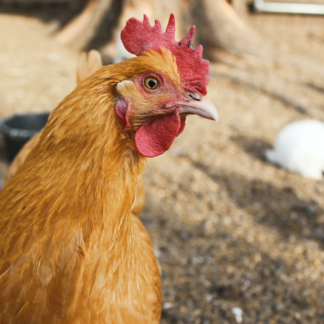 Plastic Chicken Banana
