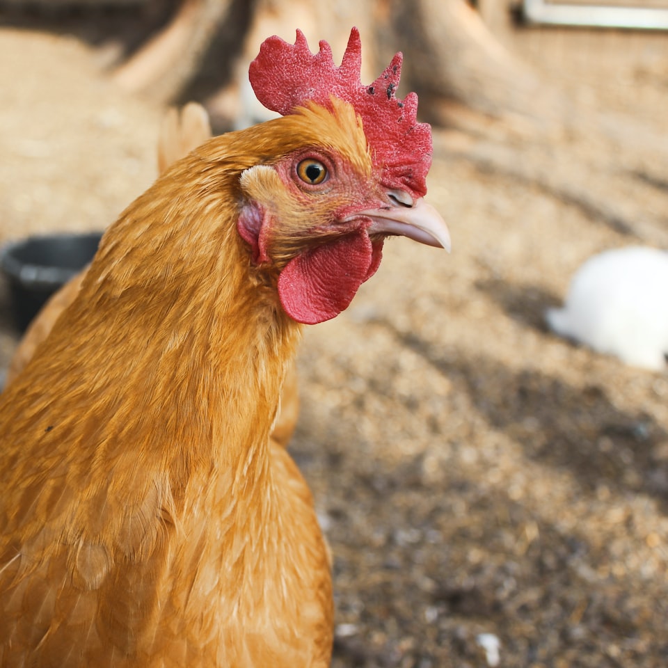 Plastic Chicken Banana