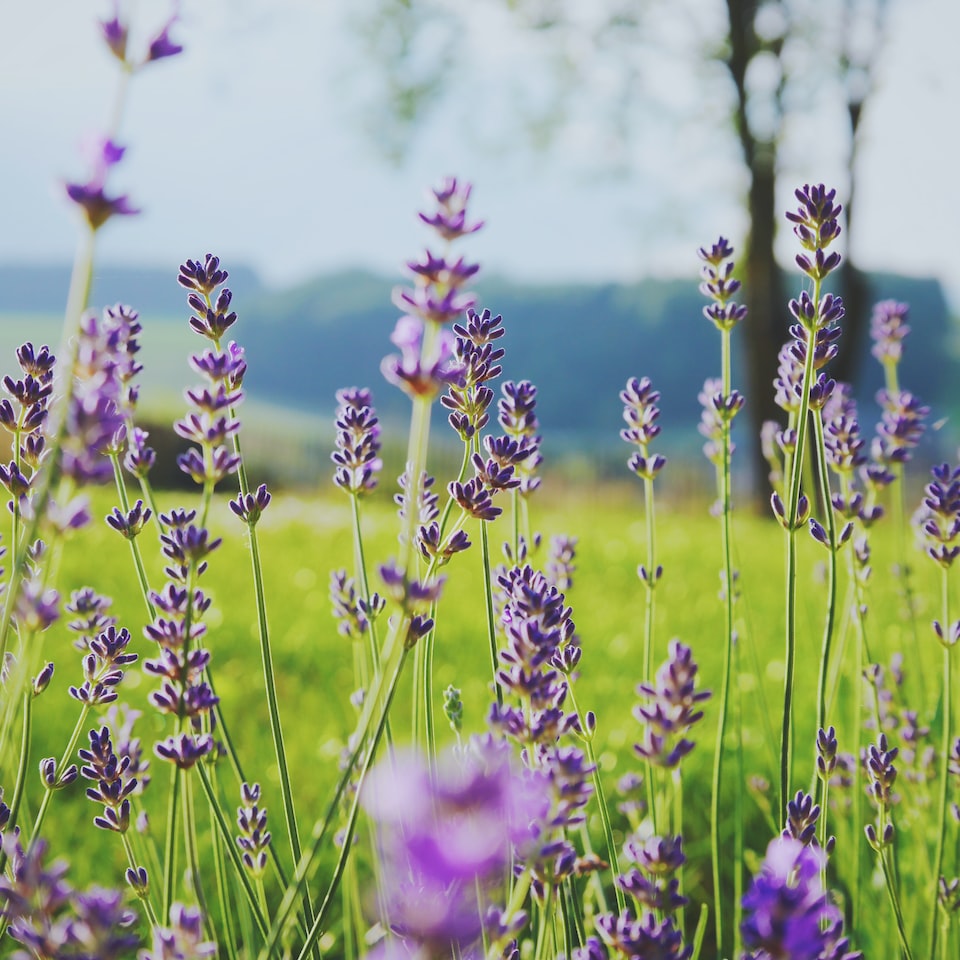 Galaxy Gold Lavender