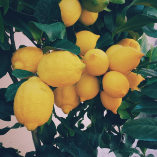 Yellow Refrigerator Ring Yellow