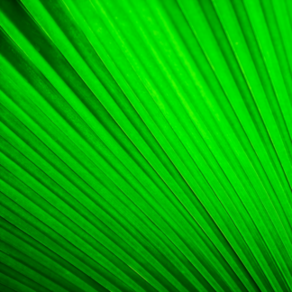 CD Green