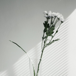 Shower White