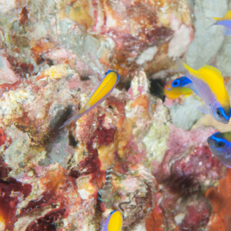 Fish Bikini Diamond Perl