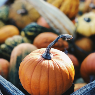 Jazz Pumpkin Perl