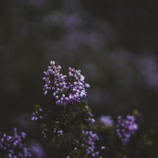 Lavender Thermal