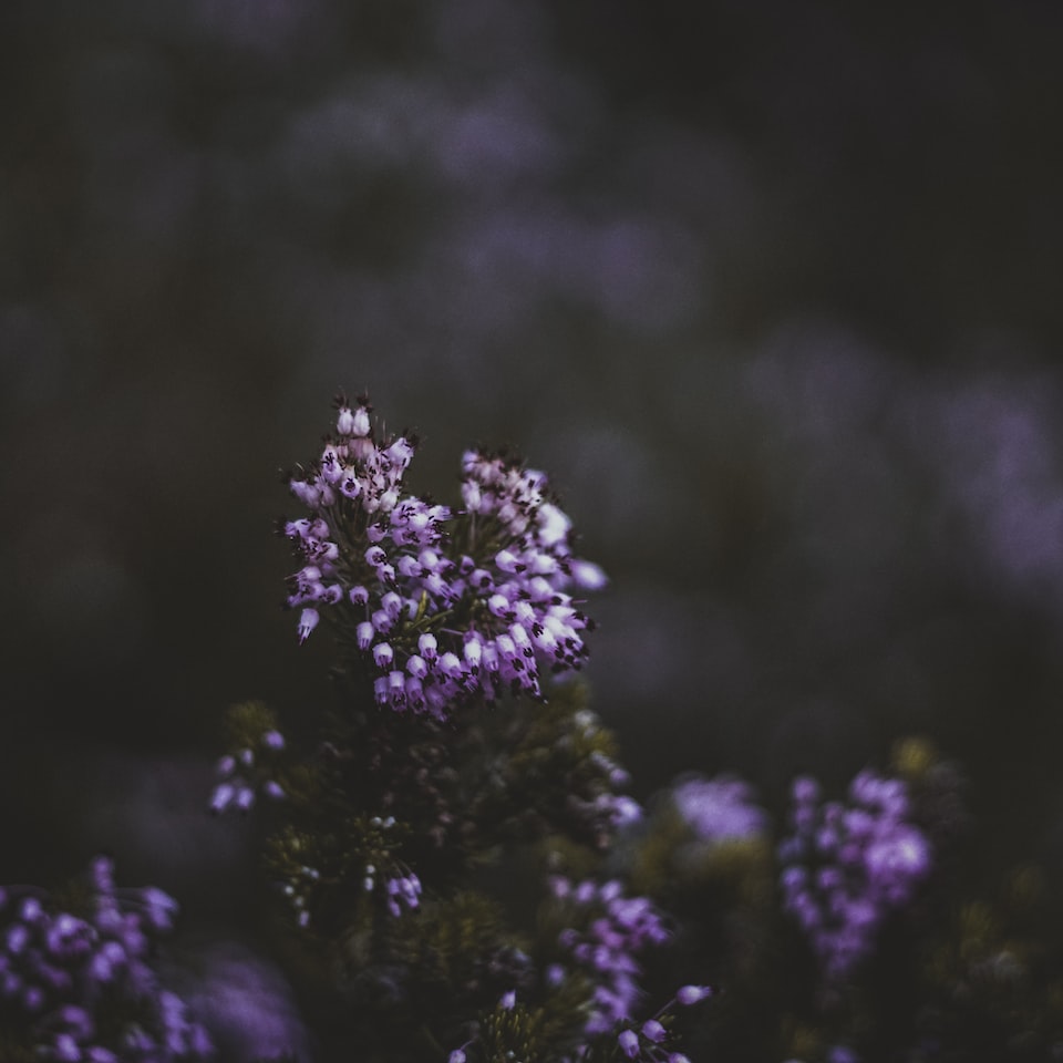 Lavender Thermal