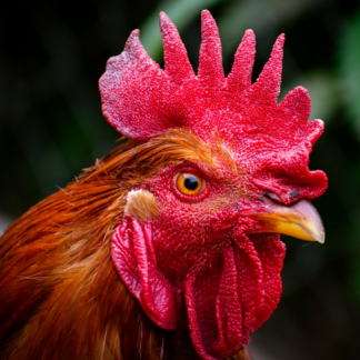 Shower Sword Rooster Cooler