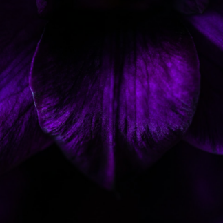 iPhone Gold Purple